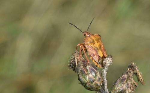 Carpocoris purpureipennis